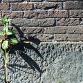 Plant in sunlight