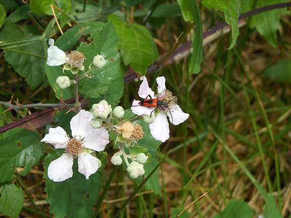 Stictoleptura cordigera