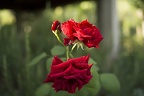 2 red roses