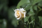 Cream rose flower