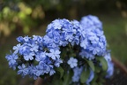Most beautiful blue flowers