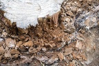 Old tree stump,pine tree stump