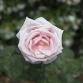 Pale pink rose varieties