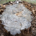 Pine tree stump