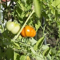 The tomato plant