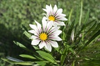 White gazania, white gazania flower