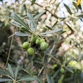Plain green olives