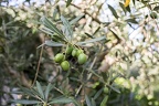 Plain green olives