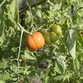 Red green tomatoes
