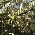 The wild olive tree