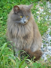 Fluffy gray cat breed