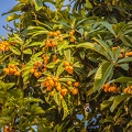 Medlar fruit image