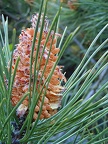 Pinus pinaster male cone