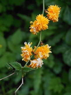 Plant with yellow flowers and green leaves