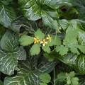 Small yellow flowers on long stem