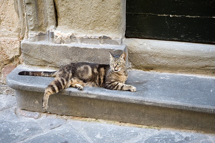 The lying cat, grey tabby cat breed