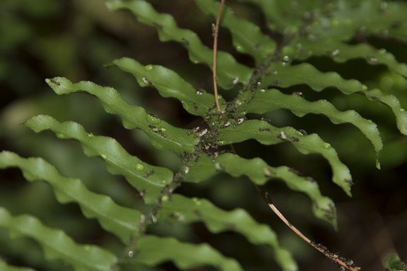 Ants carrying eggs