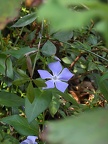 Purple flower species
