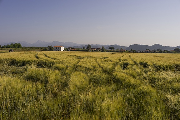 Wheat field photography