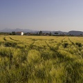 Wheat field photography