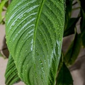 Images of water droplets on leaf