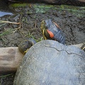 Red eared turtle pet