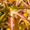 Yellow and red leaves,autumn leaves falling