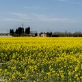 Yellow flowers of spring,meadow of flowers