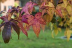 Fall tree leaves