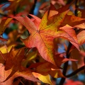 Beautiful fall leaves