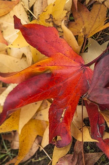 Red color leaves