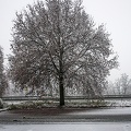 Winter tree in snow
