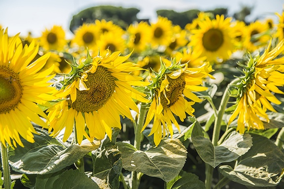 Free photos of sunflowers