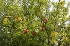 Pomegranate fruit season
