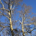 Winter bare trees