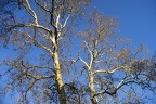 Winter bare trees