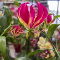 African fire lily,flame lily plant