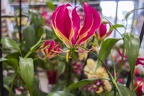 African fire lily,flame lily plant