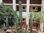 Large cactus species