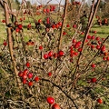 Little red berry bush