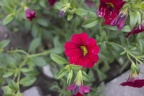 Petunia peppy red, red petunia flower