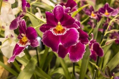 The miltonia,violet orchid flower
