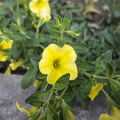Yellow petunia varieties
