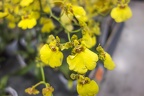 Yellow orchid plant,yellow orchid flower