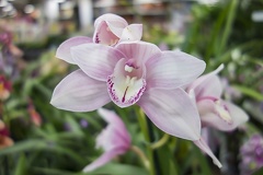 Pale orchid color