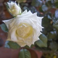 2 white roses,white love rose