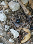 Black scarab beetle, scarab insect