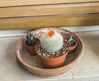 Cactus with red flower on top