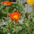 Colorful poppies, free images of poppies