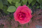 Dark pink rose flower,single pink rose flower